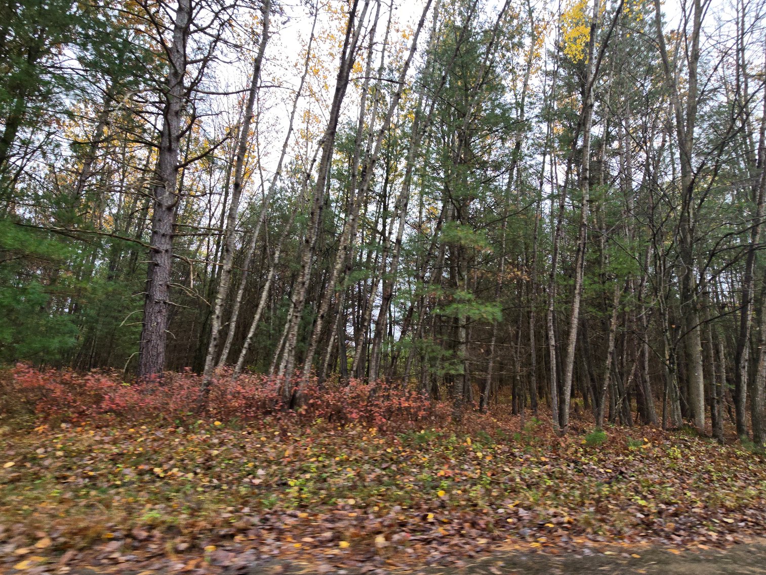 Image for SOLD!!!   MLS# 1940716 - 20 Acres Hunting Land