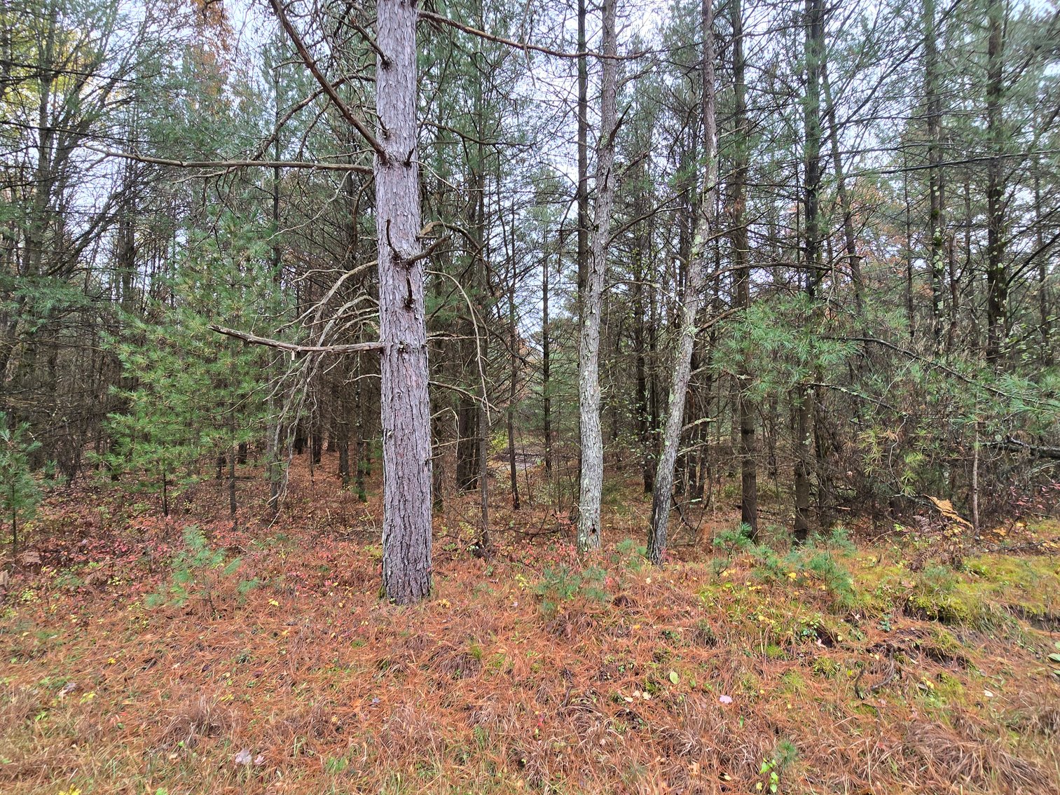 Image for SOLD!!!   MLS# 1940716 - 20 Acres Hunting Land