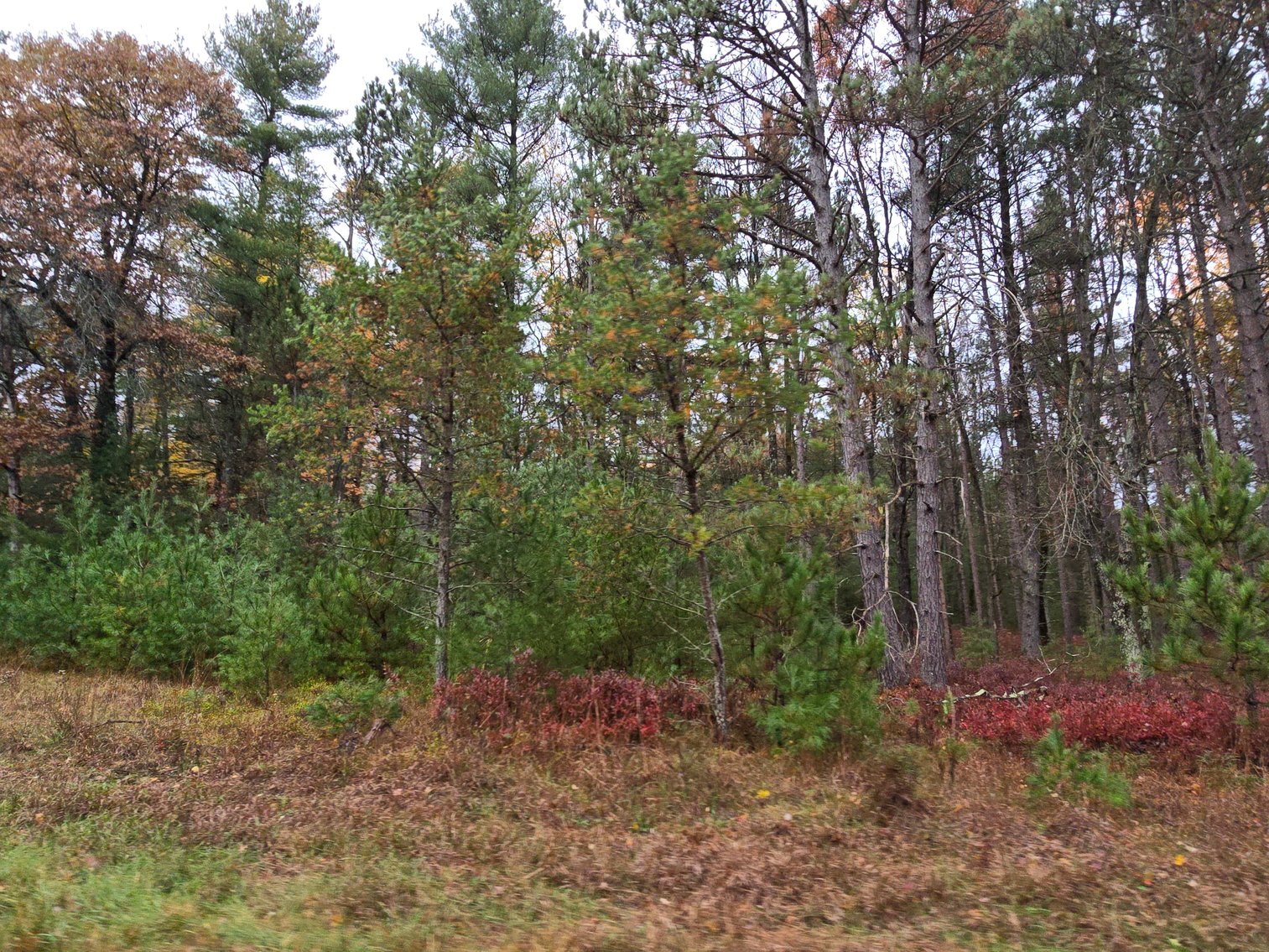 Image for SOLD!!!   MLS# 1940716 - 20 Acres Hunting Land