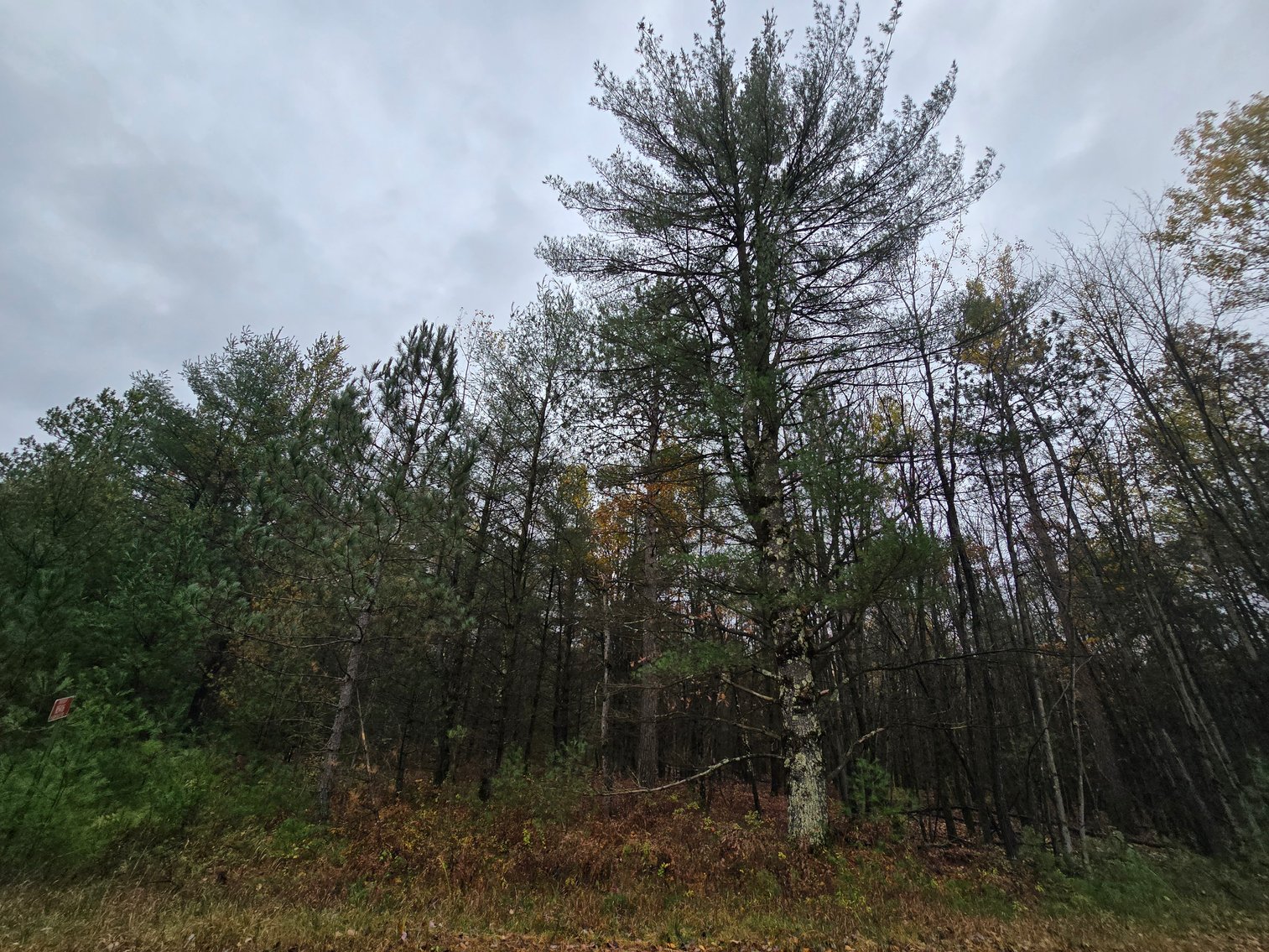 Image for SOLD!!!   MLS# 1940716 - 20 Acres Hunting Land