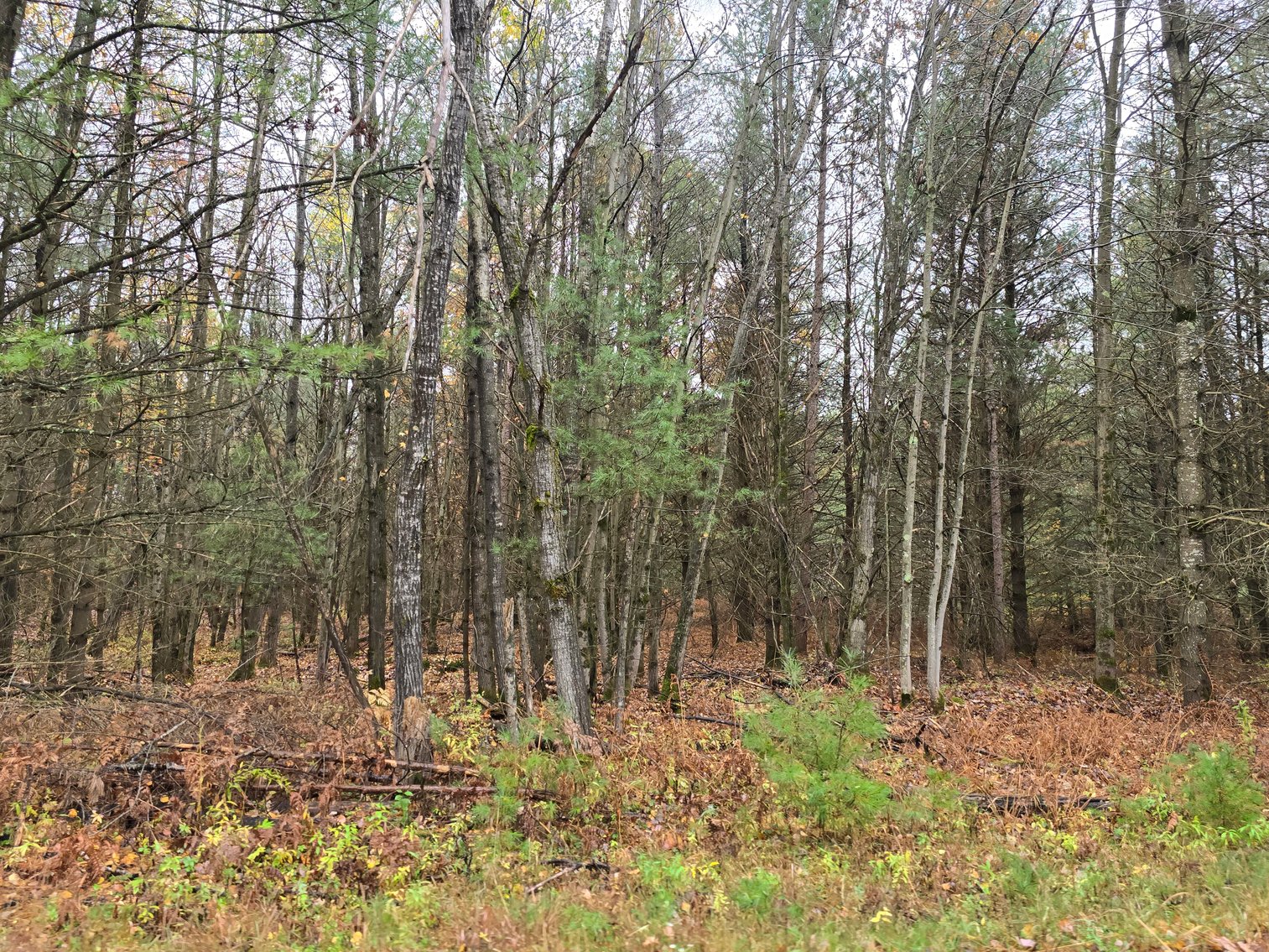Image for SOLD!!!   MLS# 1940716 - 20 Acres Hunting Land