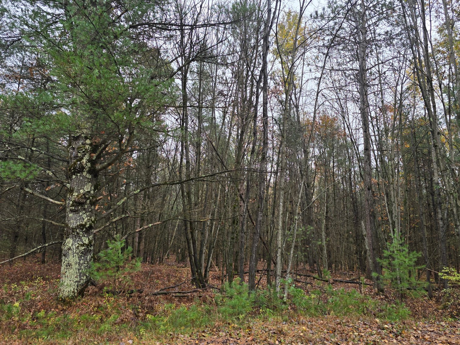 Image for SOLD!!!   MLS# 1940716 - 20 Acres Hunting Land