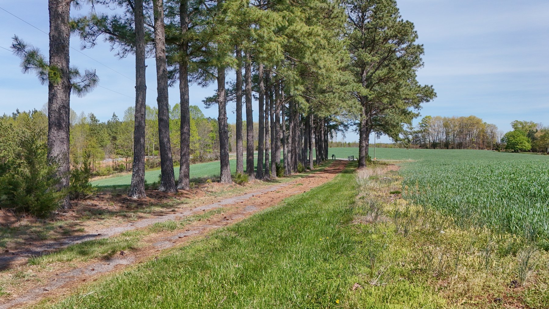 Image for 120 Acres In Gladys Being Sold in Multiple Tracts