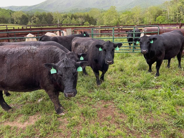 Image for Farm Equipment & Herd Dispersal