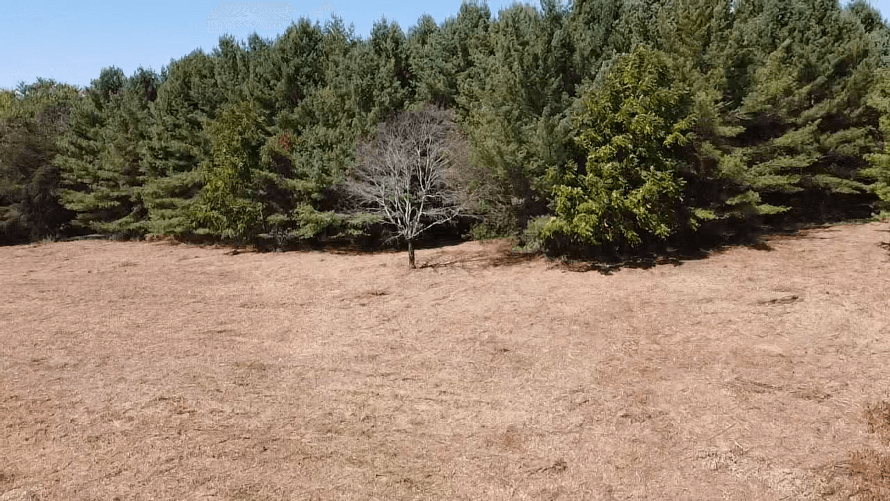 Image for **AUCTION CANCELED** 88+ Acres Wooded Property Bordering National Forest