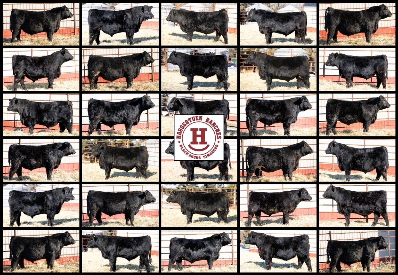 Image for 2026 Haugestuen Ranches Build Your Herd Auction