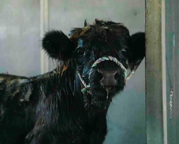 Image for San Bernardino County PRCA Rodeo Sponser Auction