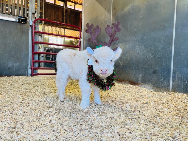 Image for A Special Mini Cow Christmas Sale