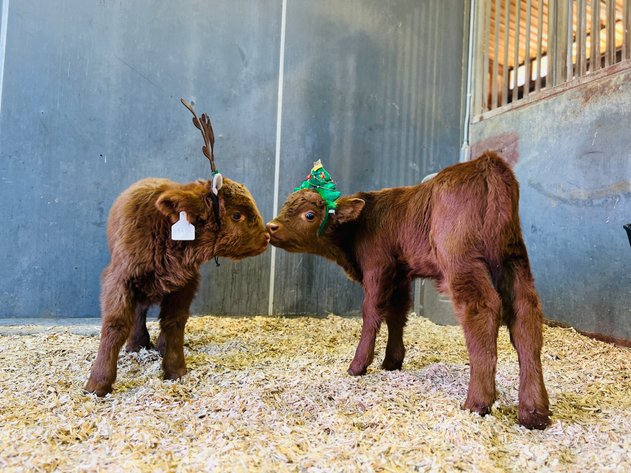 Image for A Special Mini Cow Christmas Sale