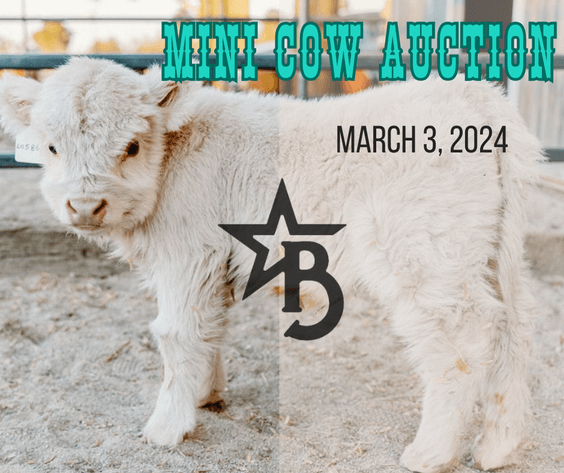 Image for March Mini Cow Kickoff Sale