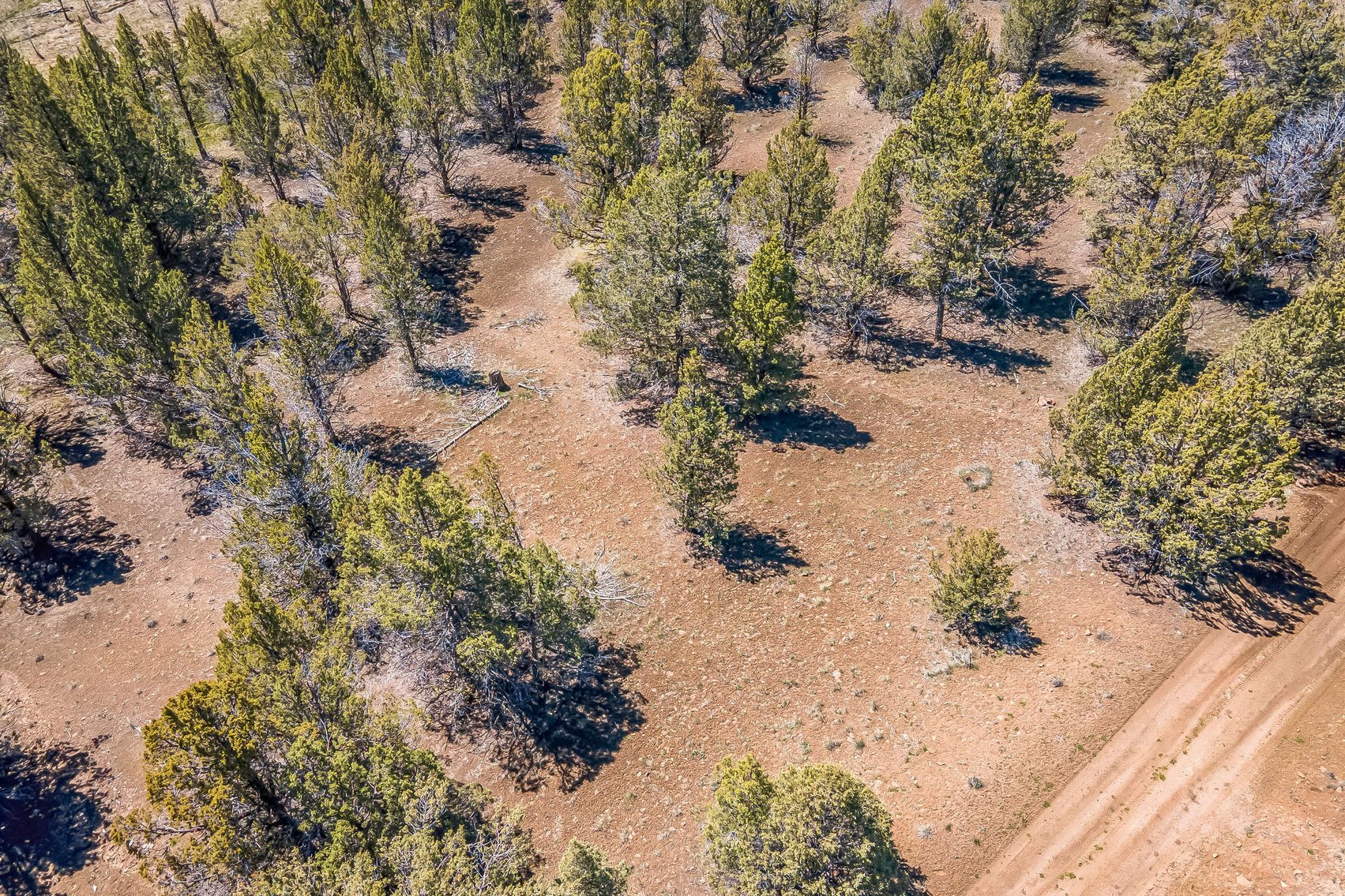 Image for Modoc Meadow