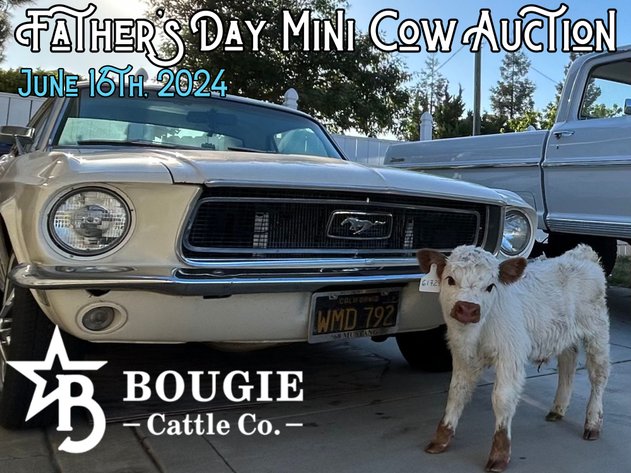 Image for Father's Day Mini Cow Auction