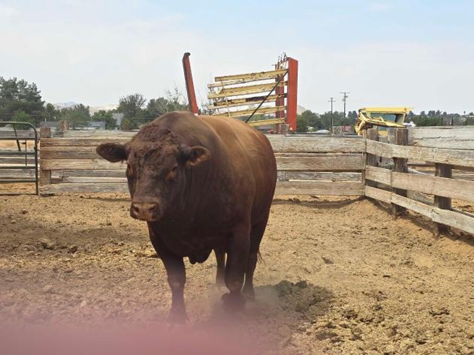 Image for Apple Valley Auction