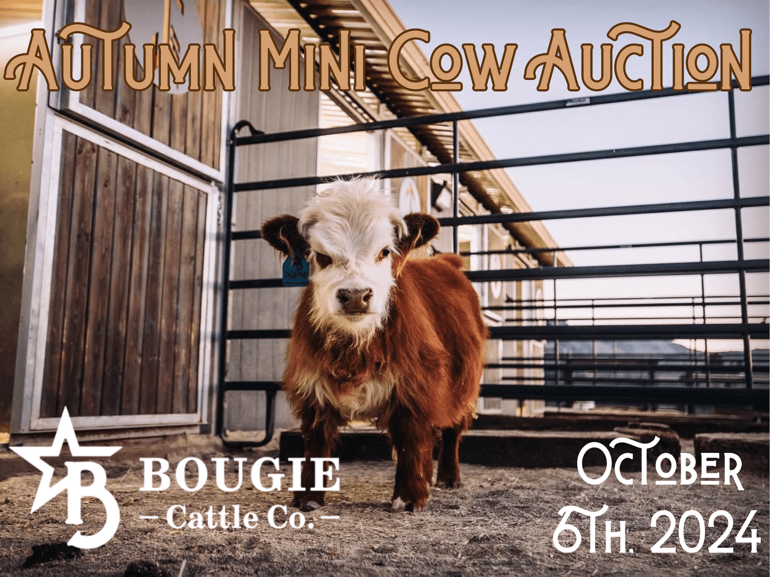 Image for Autumn Mini Cow Auction