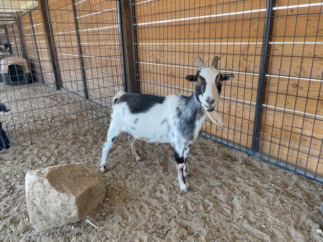 Image for Texas Longhorns Dispersal Sale!!  Nigerian Goats, Panels And More...