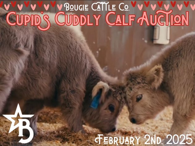 Image for Cupid's Cuddly Calf Auction