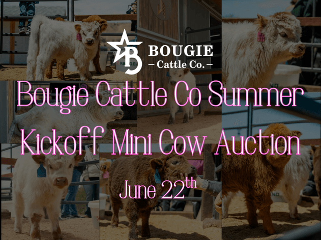 Image for Bougie Cattle Co Summer Kickoff Mini Cow Auction