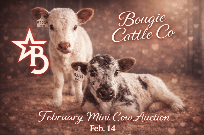 Image for Bougie Cattle Co February Mini Cow Auction