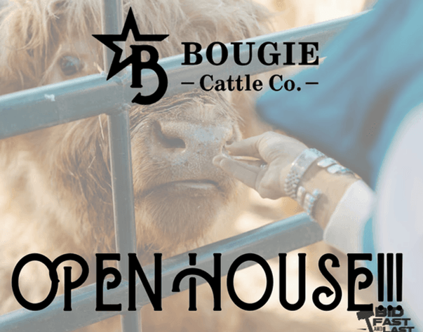 Image for Bougie Cattle Co June Mini Cow Auction