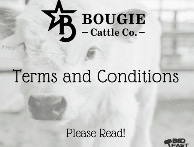 Image for Bougie Cattle Co June Mini Cow Auction