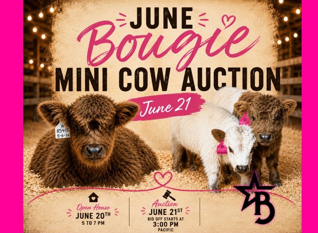 Image for Bougie Cattle Co June Mini Cow Auction