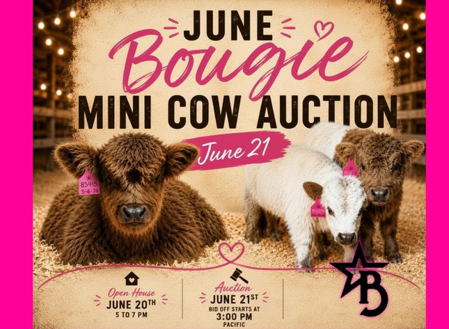 Image for Bougie Cattle Co June Mini Cow Auction