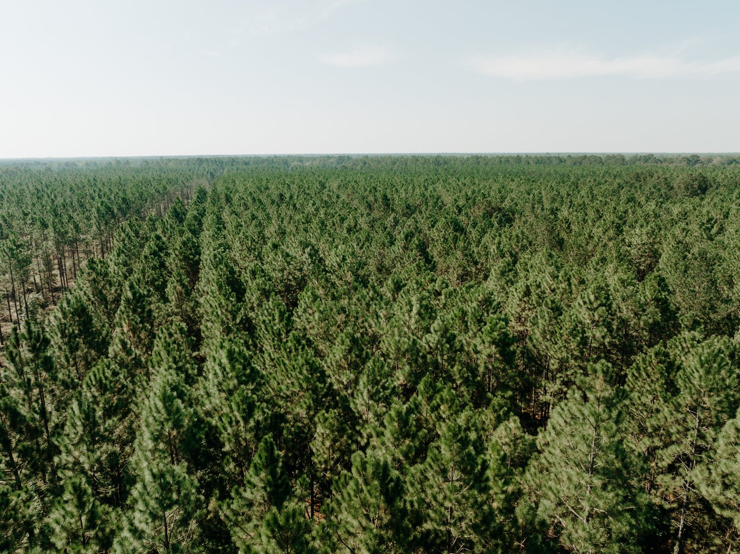 Image for 104+/- Acre Timber Tract in Calhoun County - The Curtis B. Adams Estate