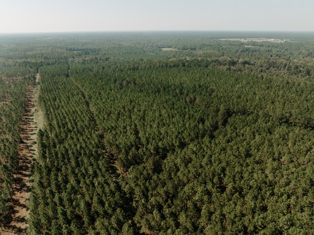 Image for 104+/- Acre Timber Tract in Calhoun County - The Curtis B. Adams Estate