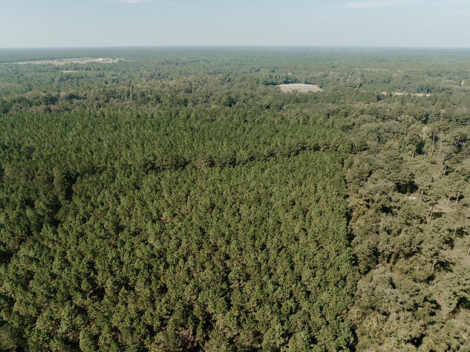 Image for 104+/- Acre Timber Tract in Calhoun County - The Curtis B. Adams Estate