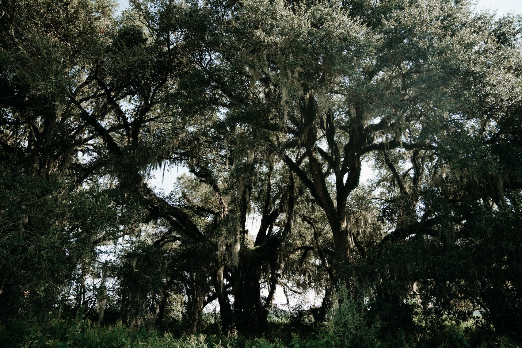 Image for 104+/- Acre Timber Tract in Calhoun County - The Curtis B. Adams Estate