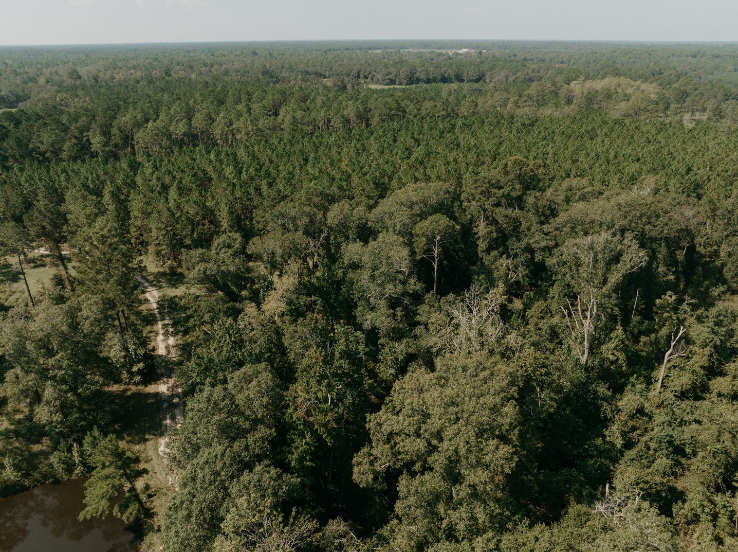 Image for 104+/- Acre Timber Tract in Calhoun County - The Curtis B. Adams Estate