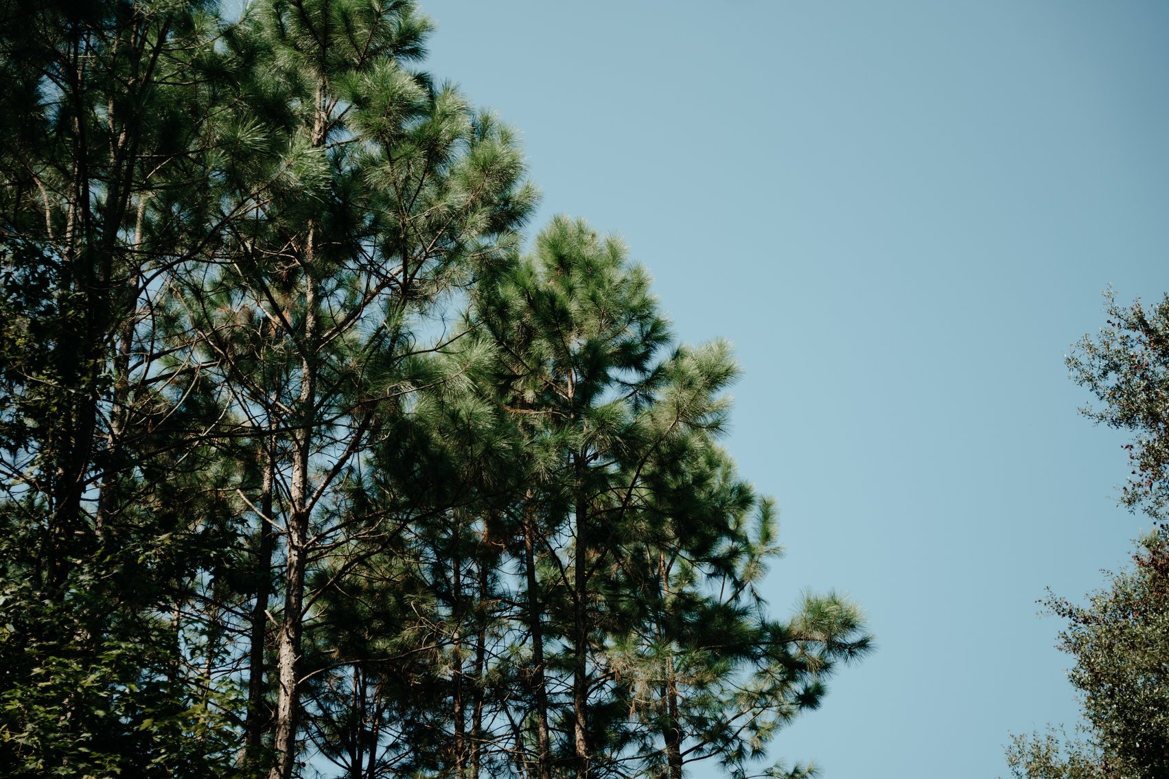 Image for 104+/- Acre Timber Tract in Calhoun County - The Curtis B. Adams Estate