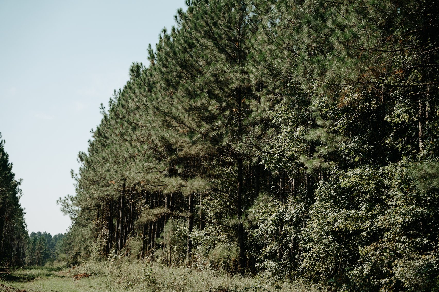 Image for 104+/- Acre Timber Tract in Calhoun County - The Curtis B. Adams Estate