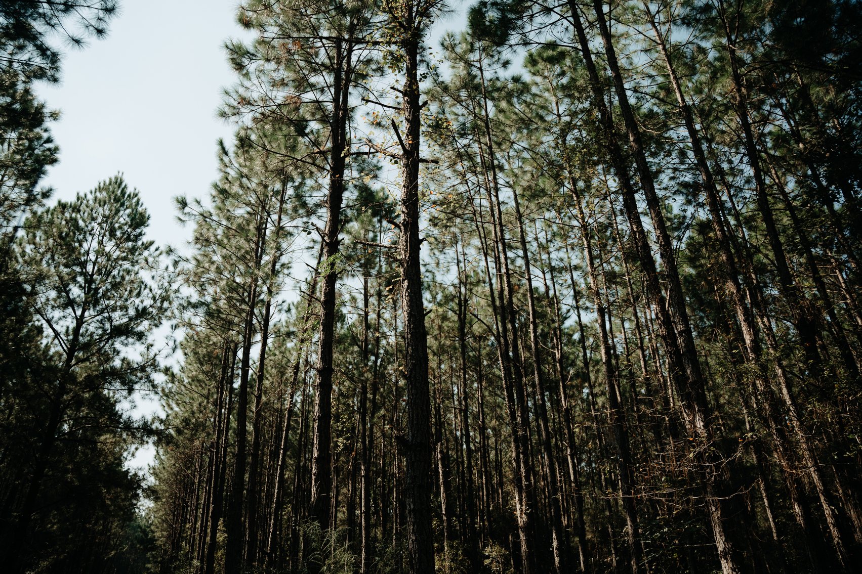 Image for 104+/- Acre Timber Tract in Calhoun County - The Curtis B. Adams Estate