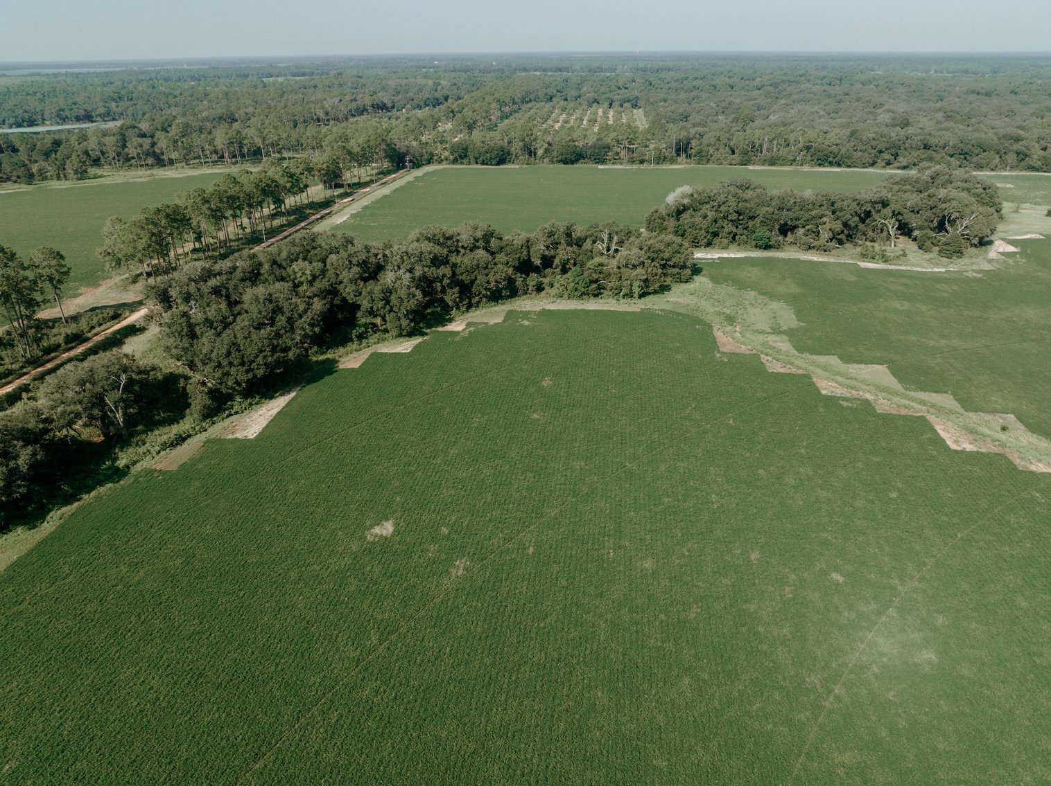 Image for 81.54+/- Acres Located in Calhoun County – The Estate of Curtis B. Adams