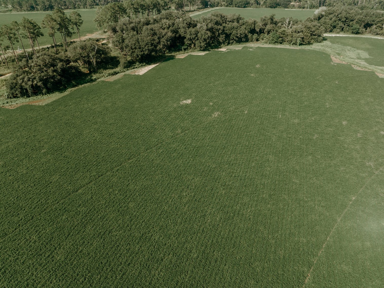 Image for 81.54+/- Acres Located in Calhoun County – The Estate of Curtis B. Adams