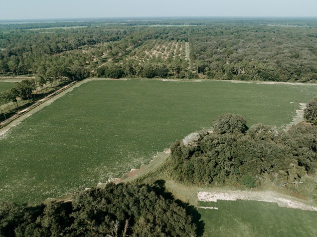 Image for 81.54+/- Acres Located in Calhoun County – The Estate of Curtis B. Adams