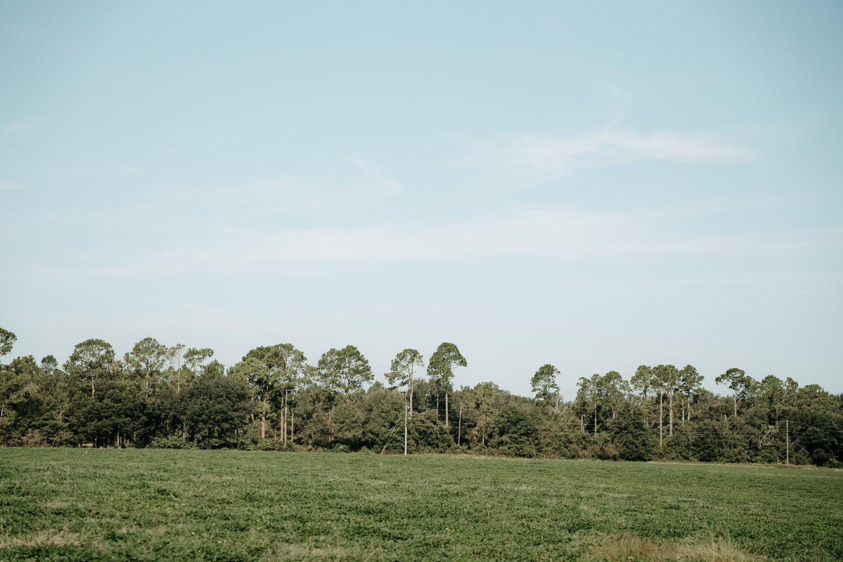 Image for 81.54+/- Acres Located in Calhoun County – The Estate of Curtis B. Adams