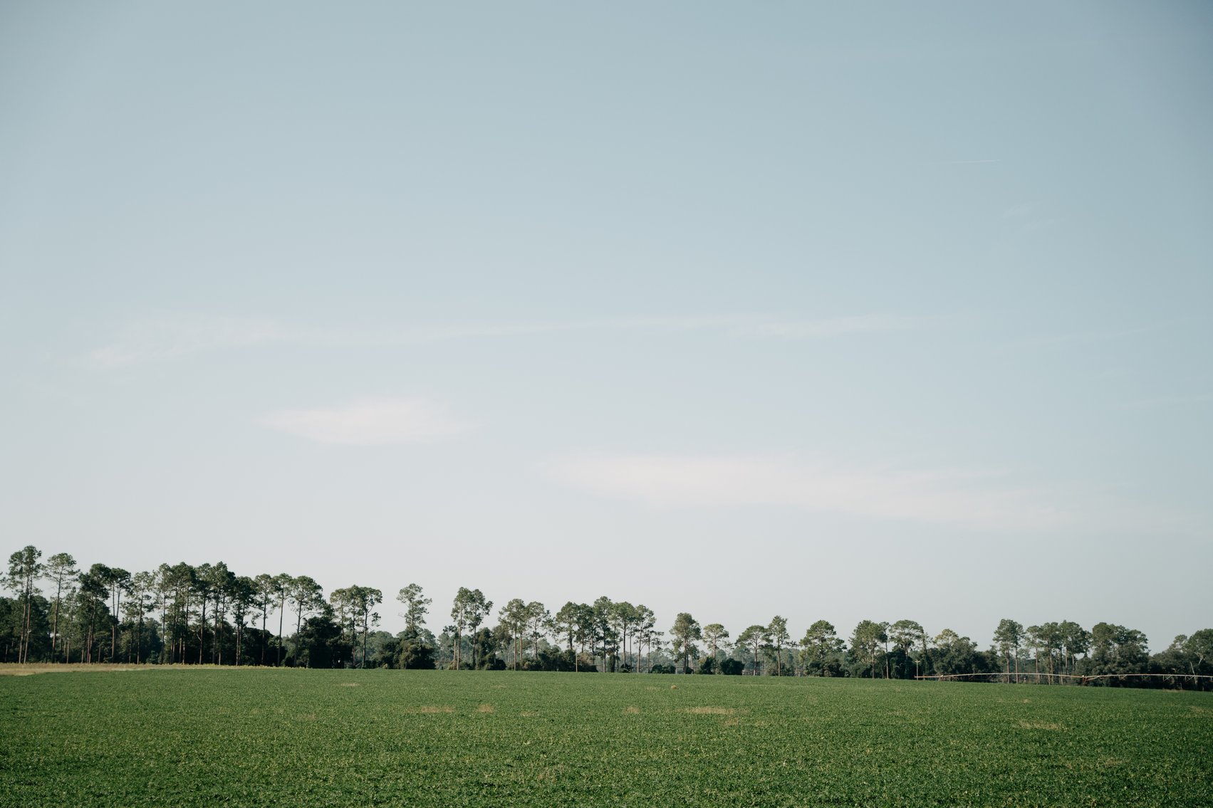 Image for 81.54+/- Acres Located in Calhoun County – The Estate of Curtis B. Adams