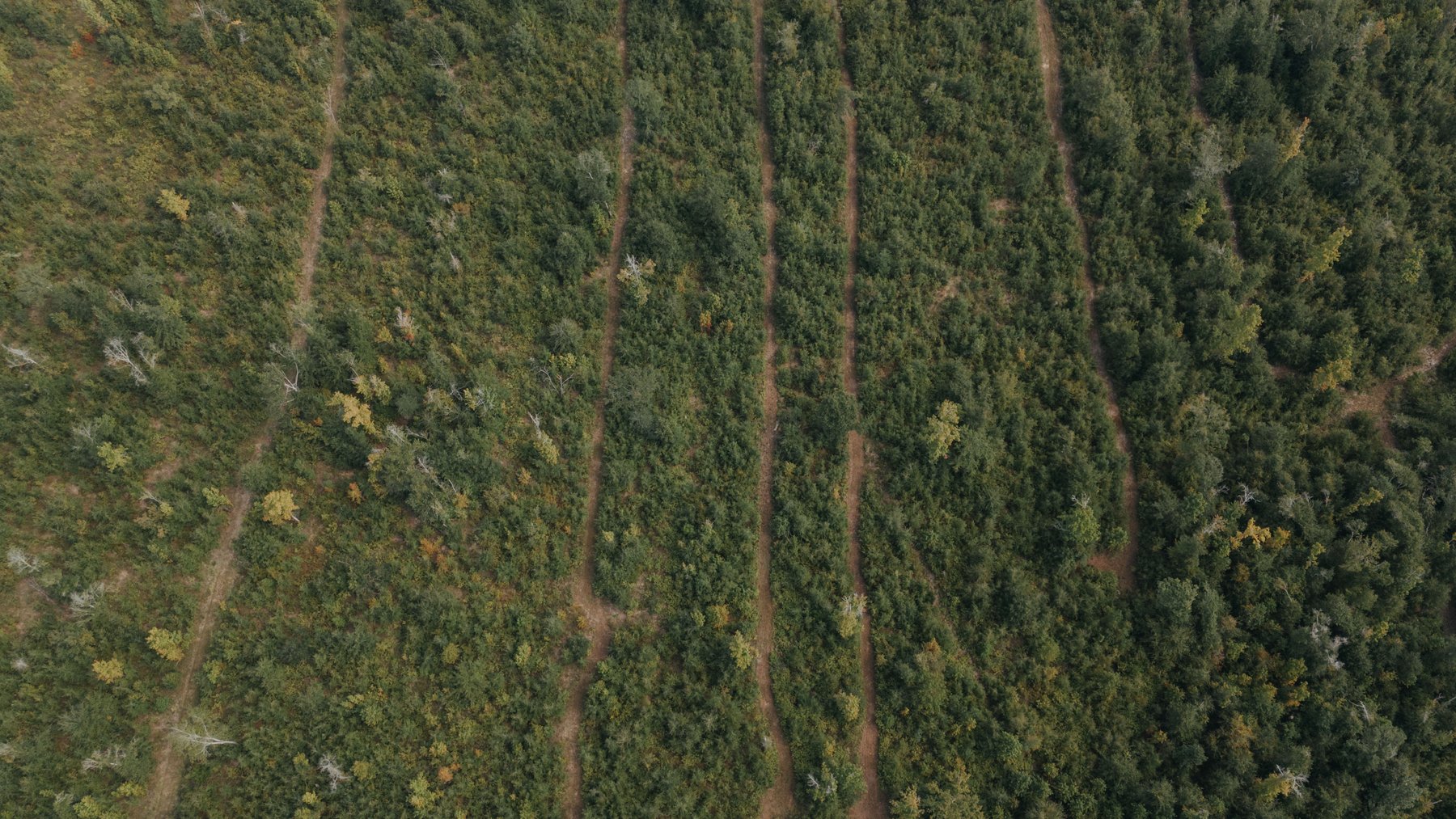 Image for 140.5 +/-  Acre Recreational Tract Jackson County, Florida