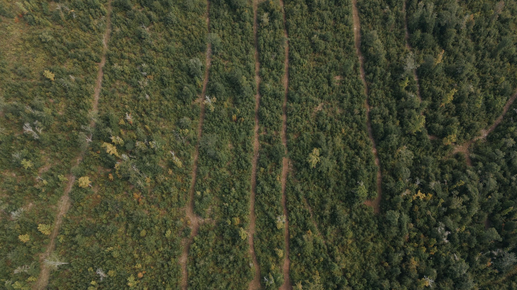 Image for 140.5 +/-  Acre Recreational Tract Jackson County, Florida