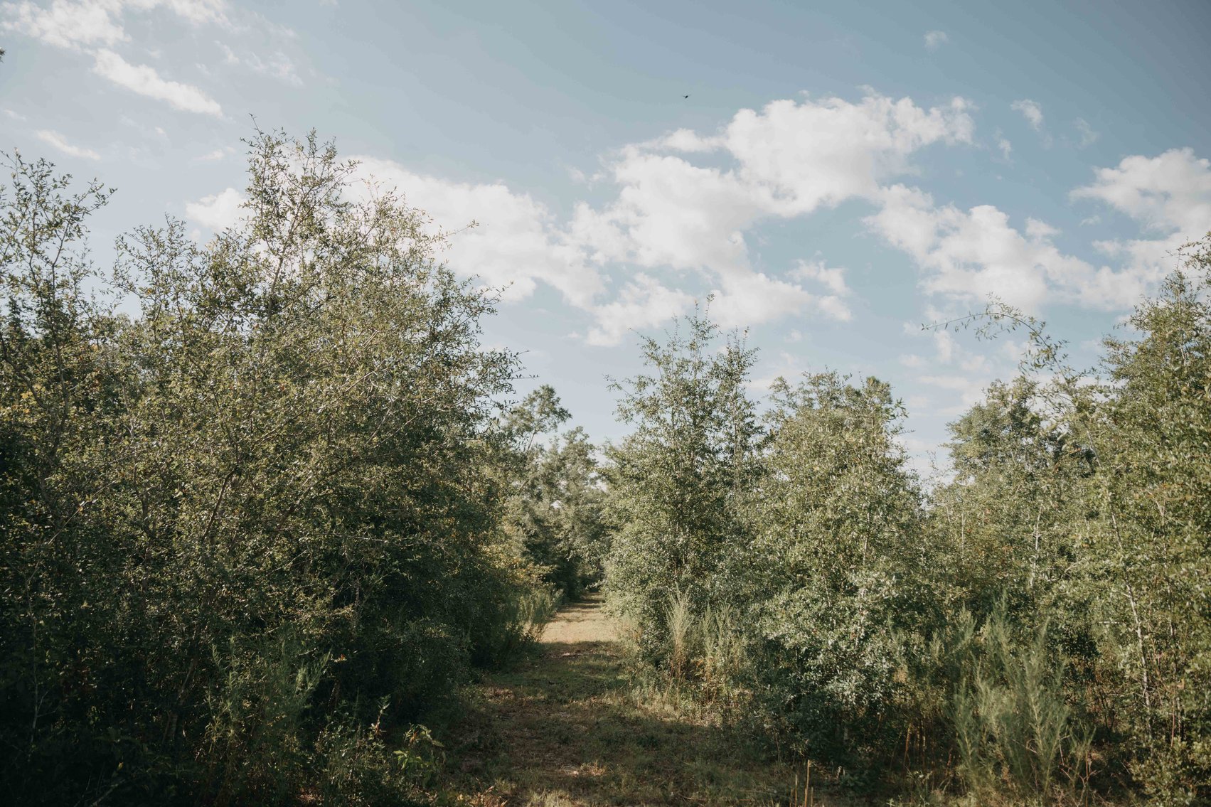 Image for 140.5 +/-  Acre Recreational Tract Jackson County, Florida