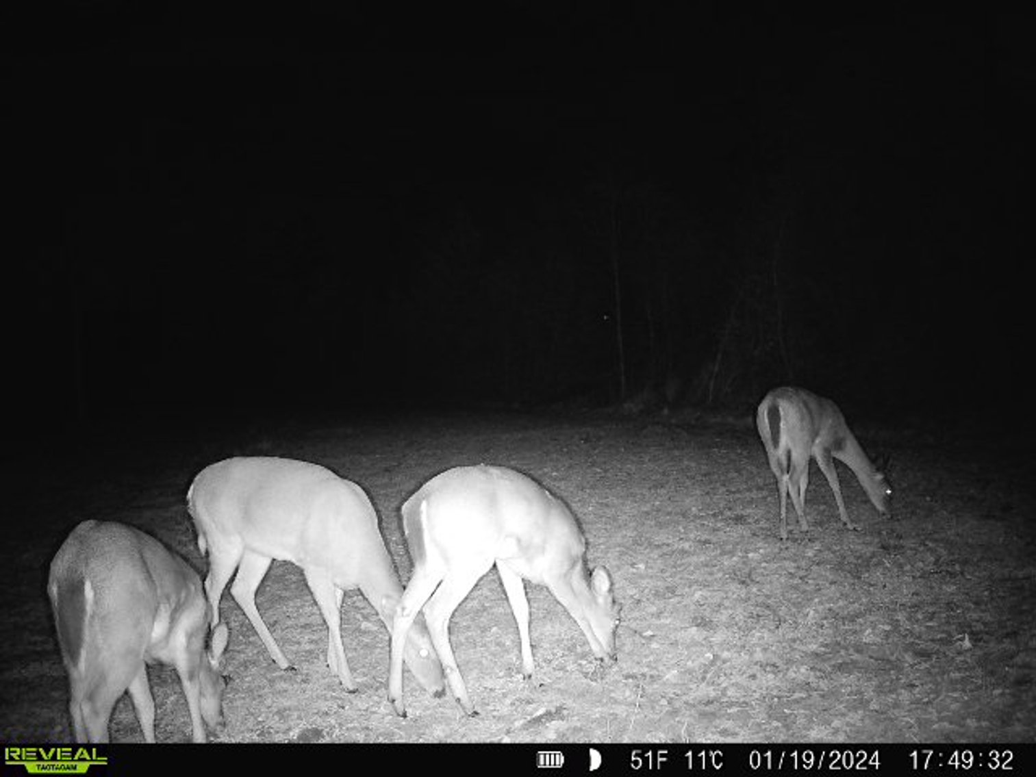 Image for 140.5 +/-  Acre Recreational Tract Jackson County, Florida