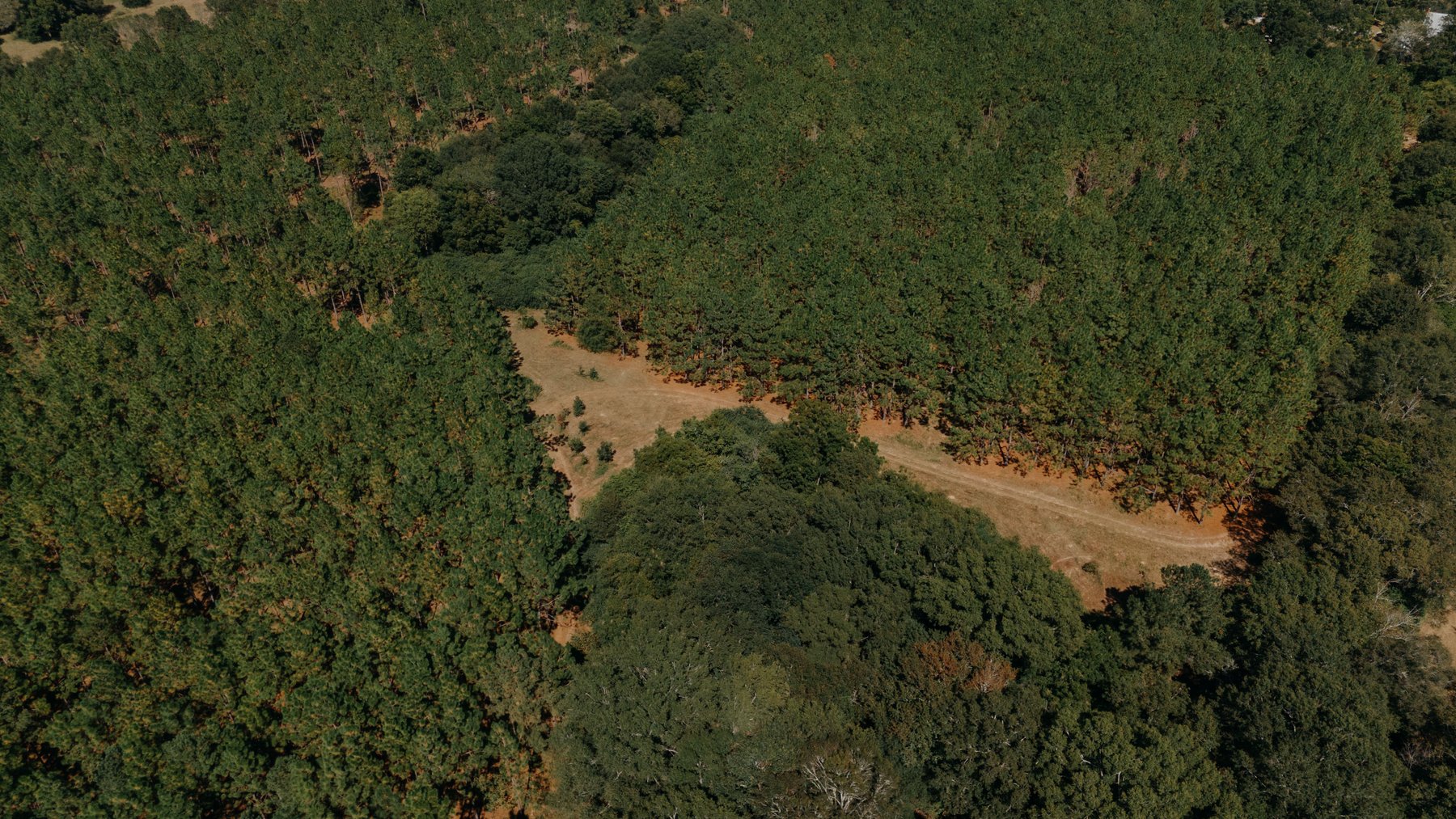 Image for 77.2 +/- Acre Sumter County Retreat: Restored Farmhouse, Hunting Land, and Timber Offered in Four Tracts