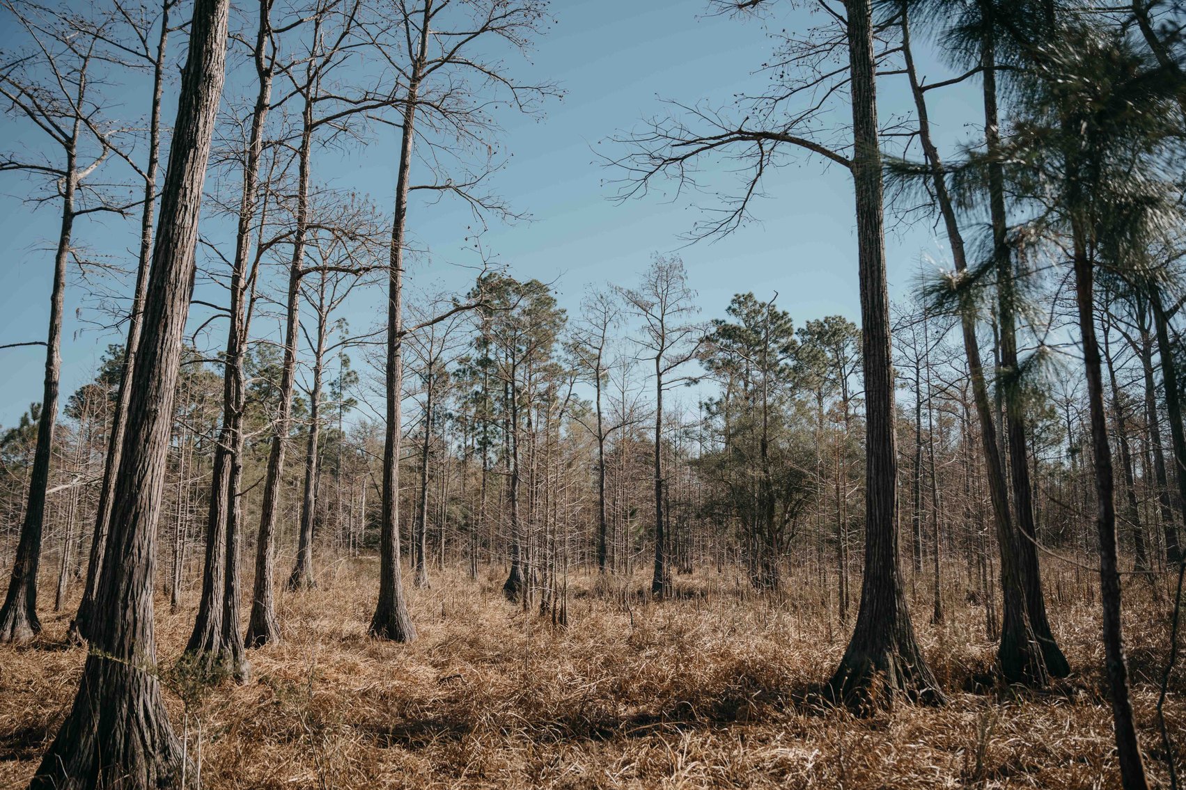 Image for *SOLD* 365.4 +/- Acres of Prime Baker County Farmland – Agricultural, Timber, and Recreational Opportunities *SOLD*