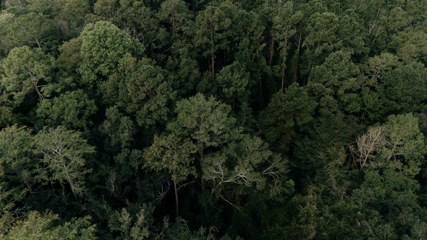 Image for 2,472 +/- Sq Ft Brick Home on 5 Acres in Thomas County, Georgia