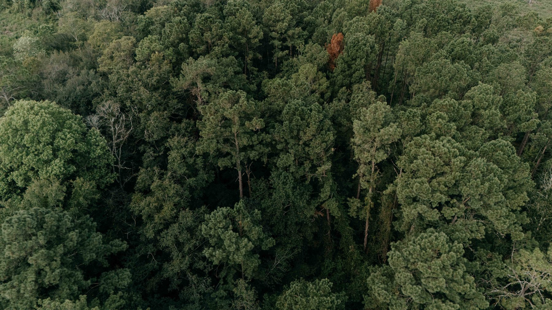 Image for 2,472 +/- Sq Ft Brick Home on 5 Acres in Thomas County, Georgia