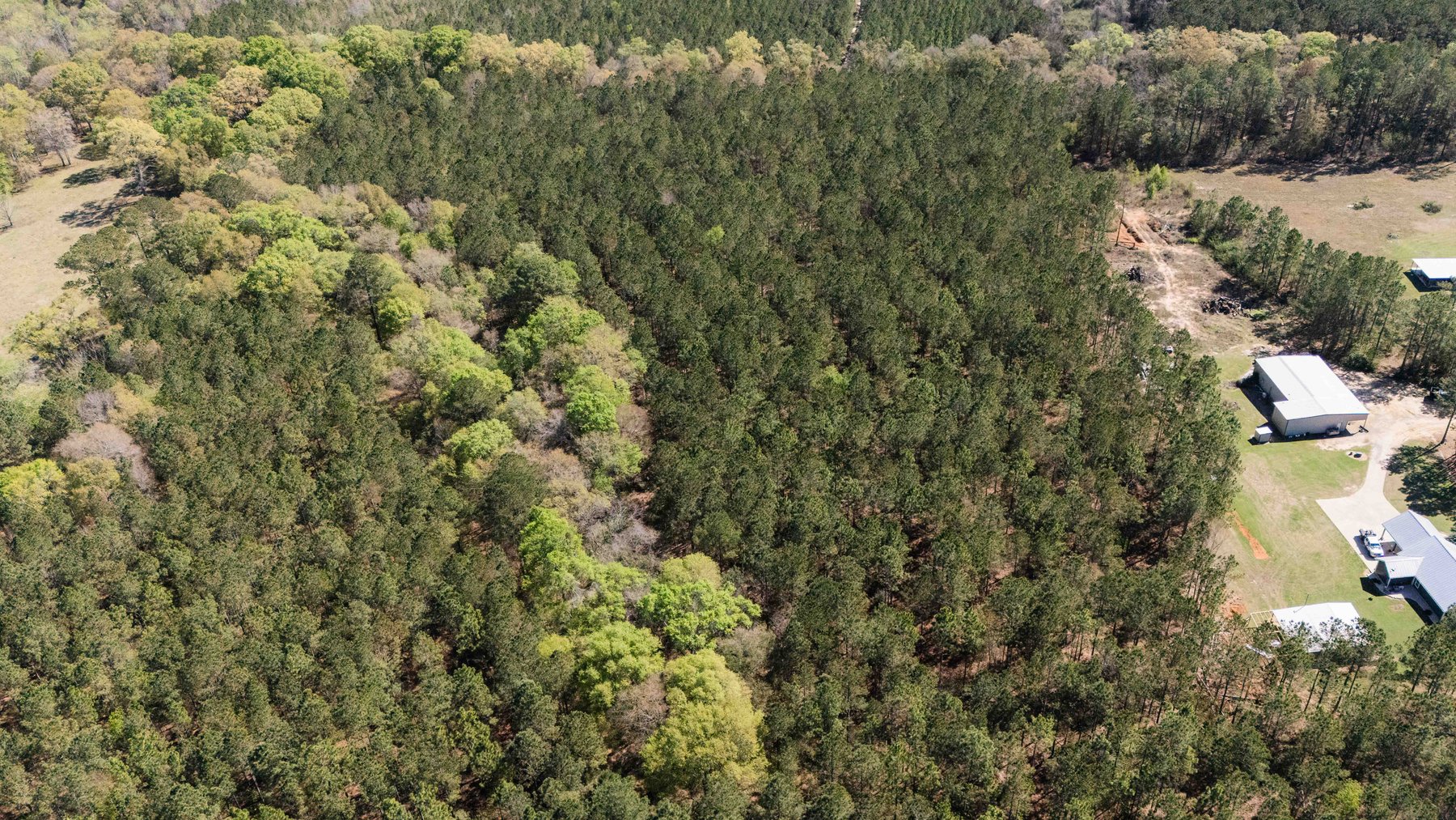 Image for 15.05± Acres of Planted Pine Timberland | Mitchell County, GA
