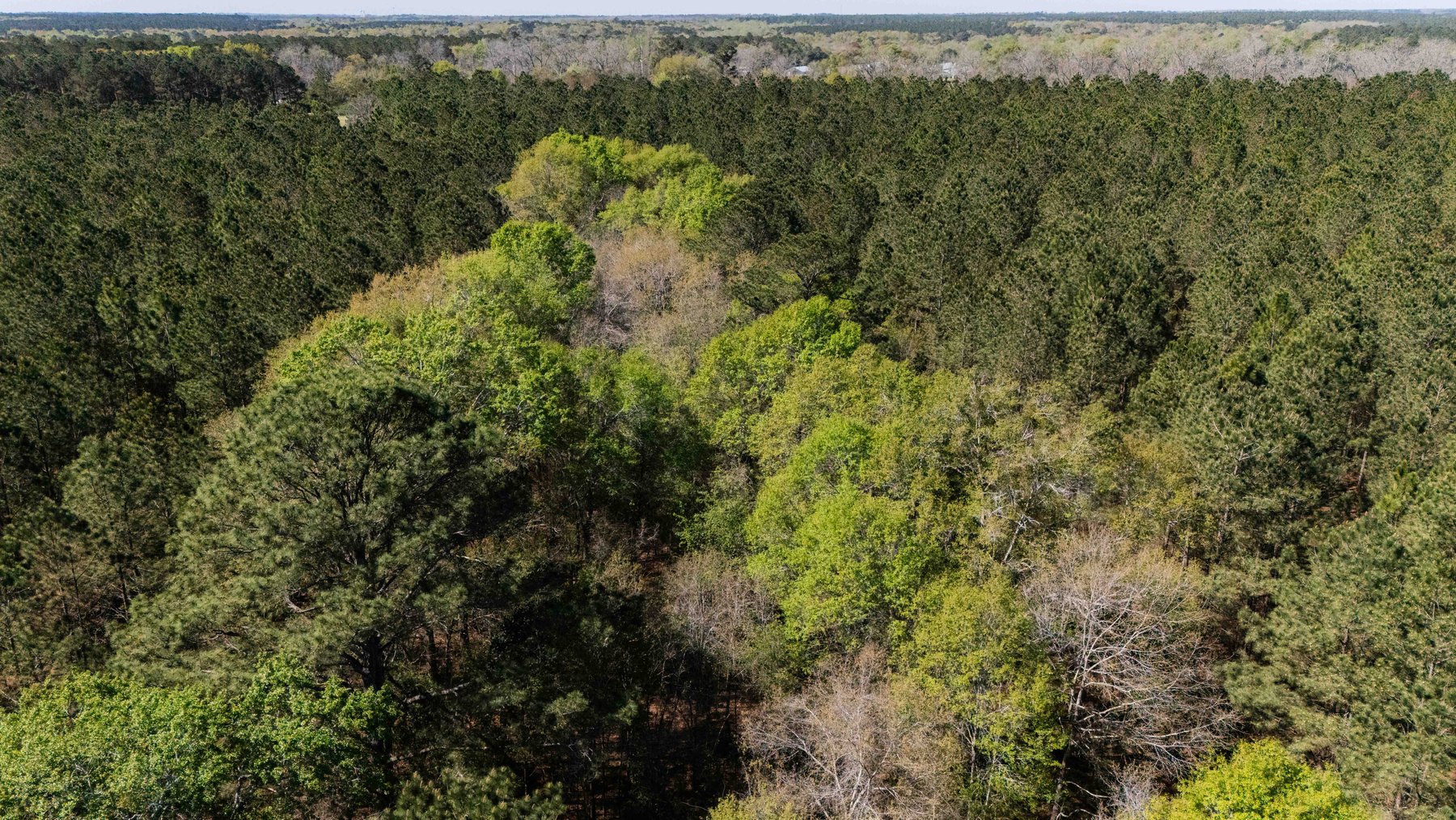 Image for 15.05± Acres of Planted Pine Timberland | Mitchell County, GA