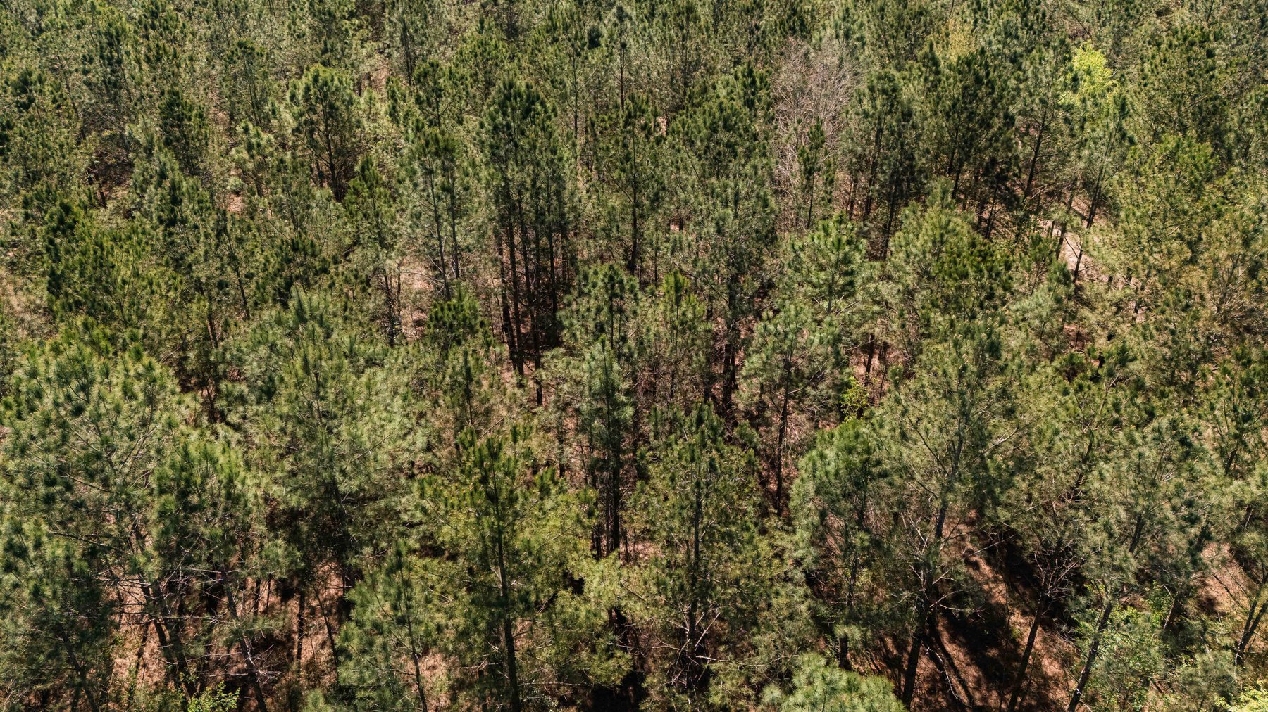 Image for 15.05± Acres of Planted Pine Timberland | Mitchell County, GA